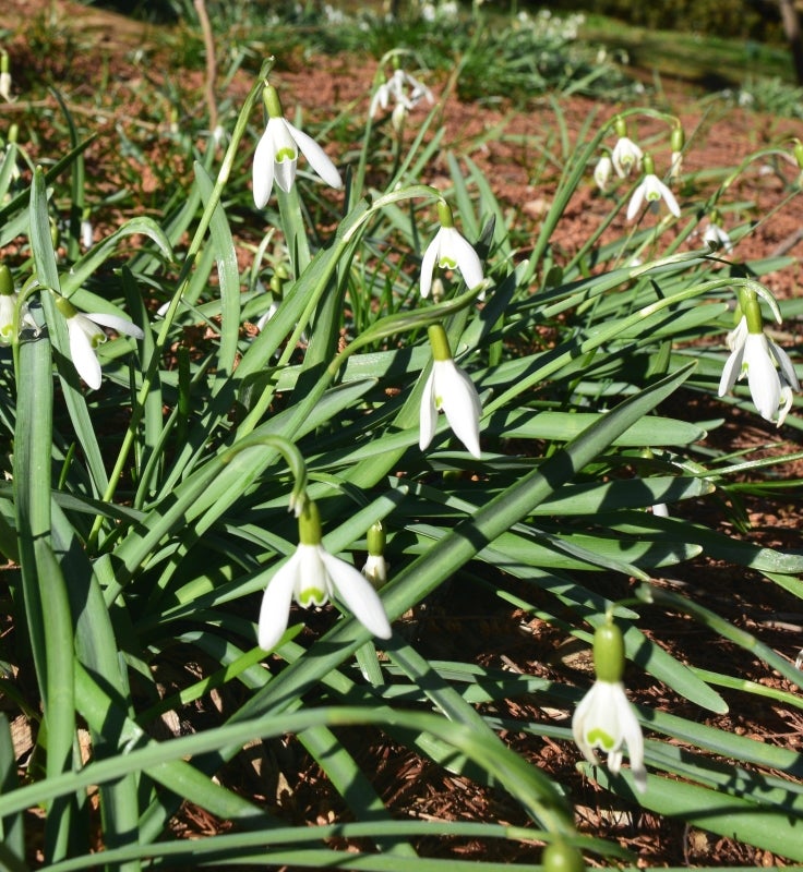 Snowflakes vs. Snowdrops Pendulous Beauties of Early Spring Morris